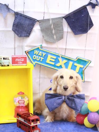 20230428きなこちゃん